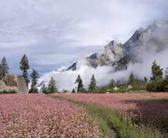 Kinnaur Honeymoon Tour